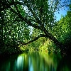 RIVER IN THE FOREST IMAGE PUZZLE