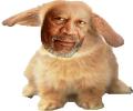 Bunny Freeman